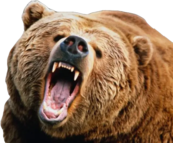  Animals Png Images Mart Angry Bear Png Angry Bear Icon