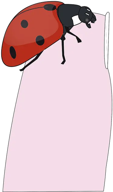  Ladybug Lady Bug On Finger Clipart Png Transparent Ladybug