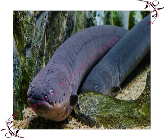  Electric Eel Electric Eel Png Eel Png