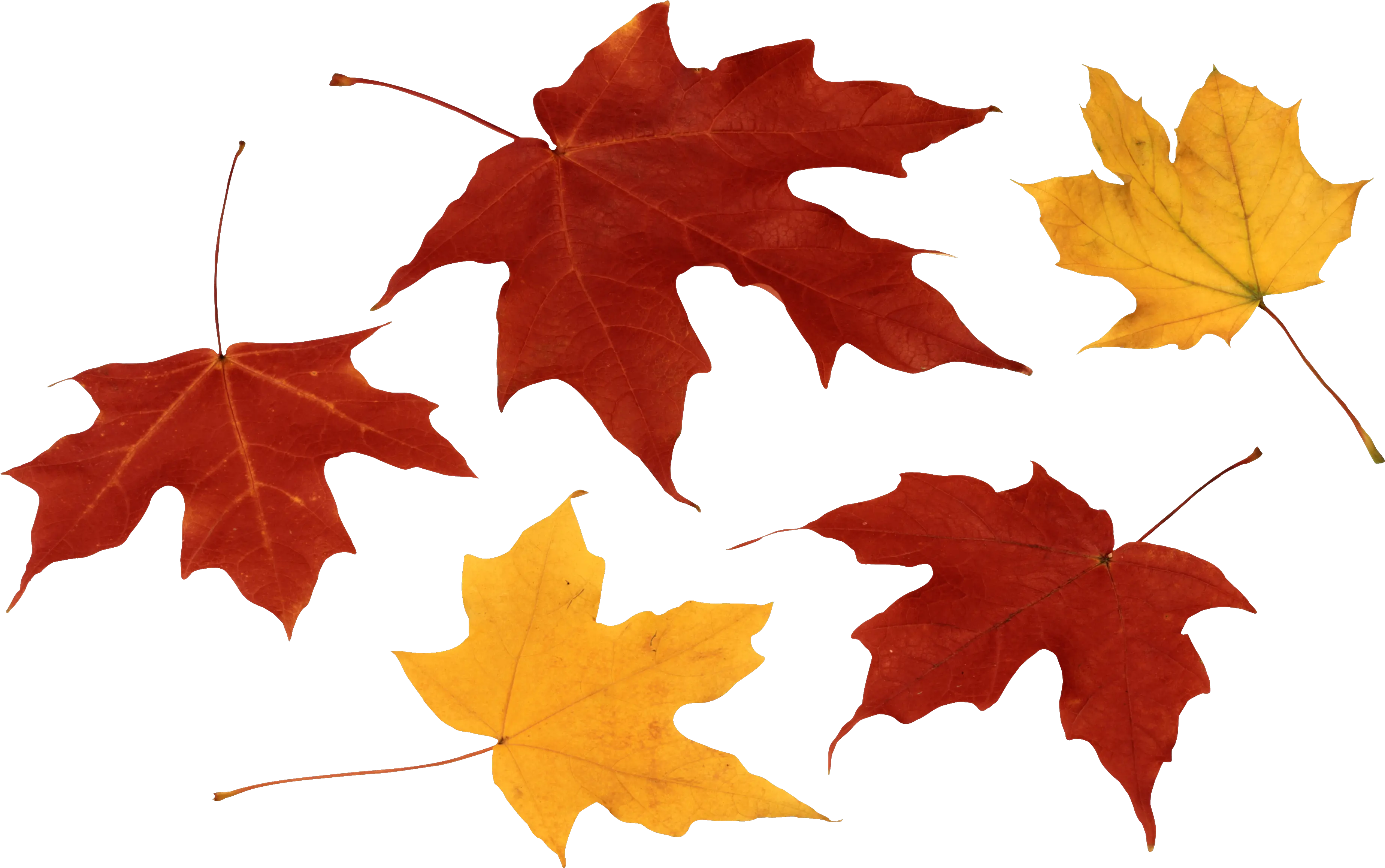  Fall Leaves Png Clipart Leaf Autumn Leaves Png Autumn Leaves Png