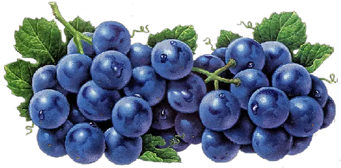  Fullscreen Page Wixtest Food Png Grape Png