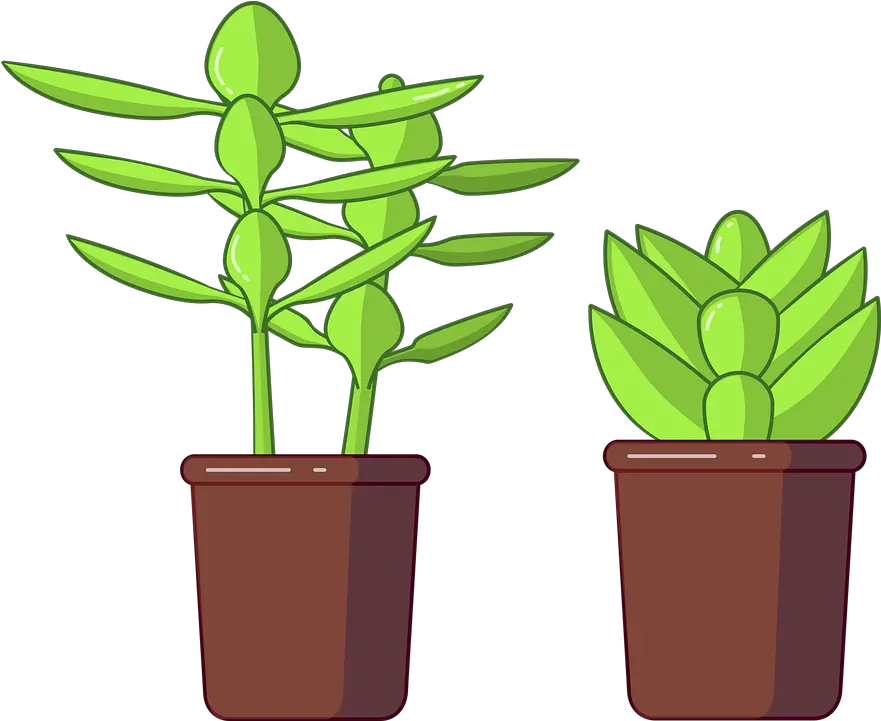  Succulents Succulent Vector Png Vector Succulent Succulent Png