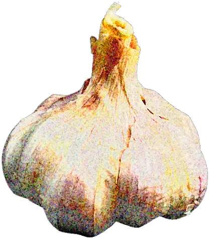  Ontario Garlic Vs Chinese Fresh Png Garlic Png