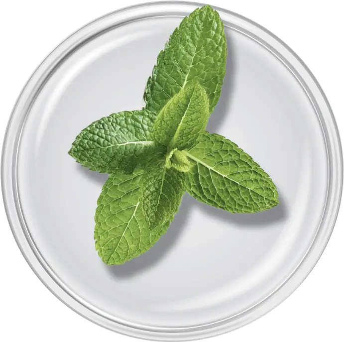  Purifying Spot Gel Epionce Bowl Png Mint Leaves Png