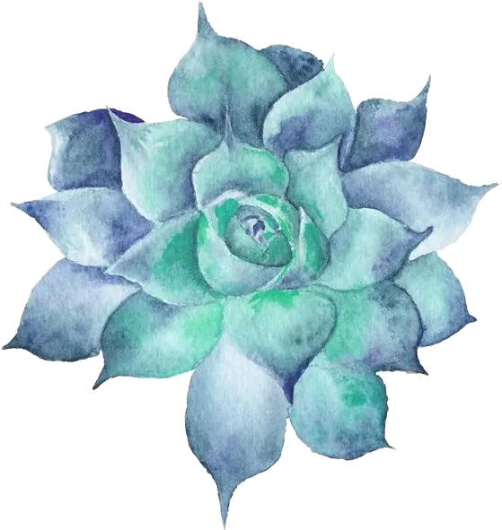  Species Spotlight Aeonium Rosette Succulents The Sukulent Çizimi Png Succulent Icon Transparent