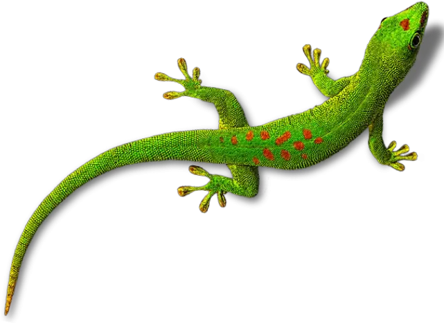  Download Transparent Background Lizard Clipart Png Lizard Transparent Background