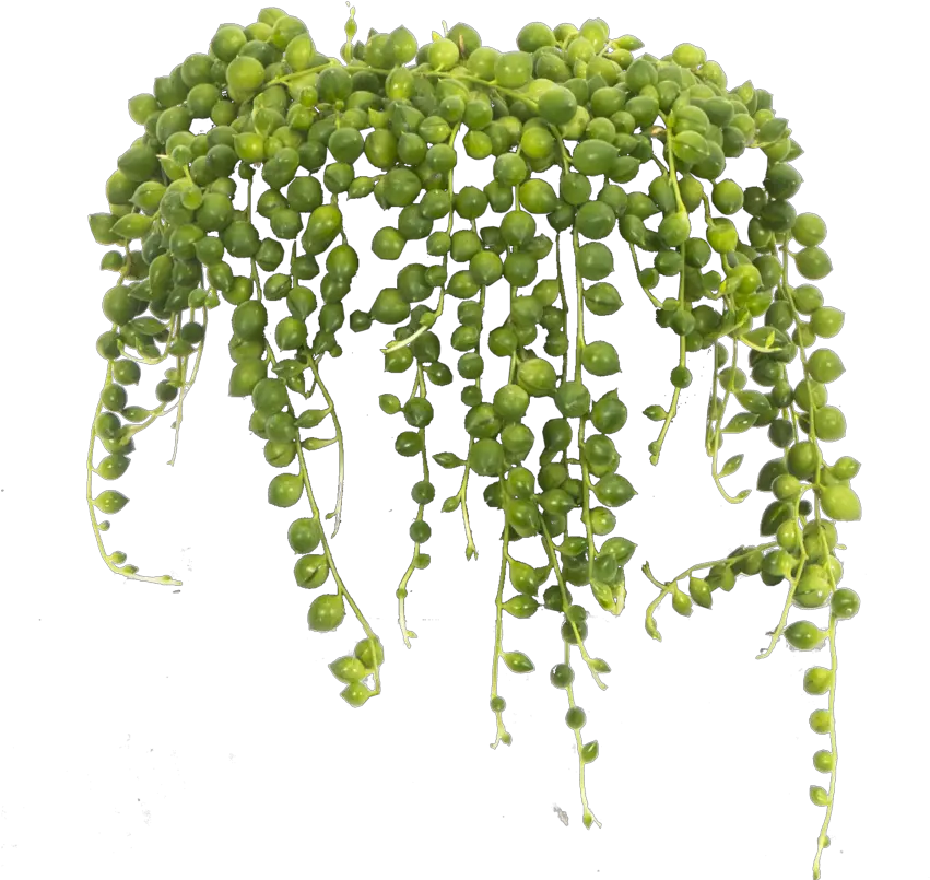  String Of Pearls Transparent String Of Pearls Plant Png String Of Pearls Png