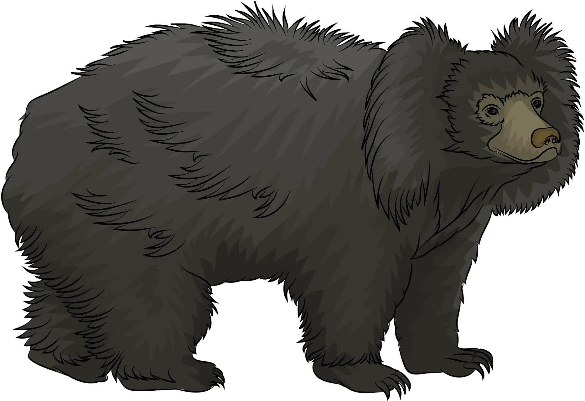  Sloth Bear Clipart Free Download Transparent Png Creazilla Sloth Bear Clipart Sloth Transparent