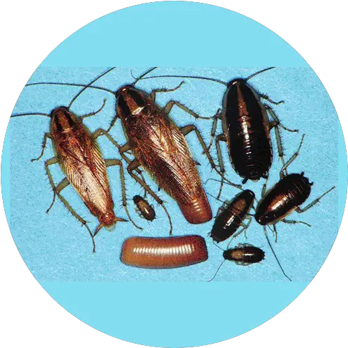  Cockroaches Winnipeg Reliance Pest Management Pacific Northwest Cockroaches Png Cockroach Transparent