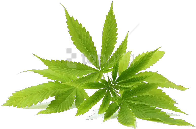  Real Weed Leaf Png Neem Oil Neem Leaf Png Cannabis Leaf Png