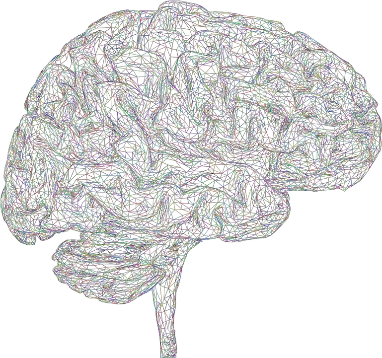  Brain 3d Thought Free Vector Graphic On Pixabay Brain Wire Frame Transparent Png Mind Png