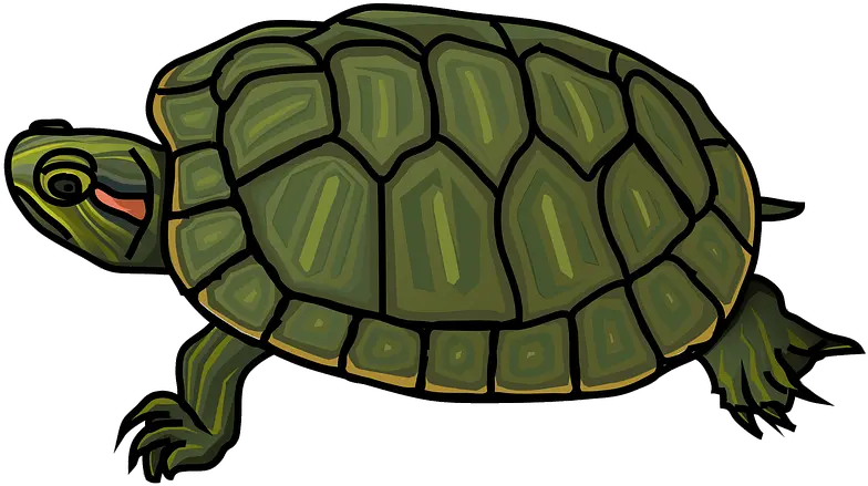  Red Red Eared Slider Turtle Clipart Png Turtle Clipart Png