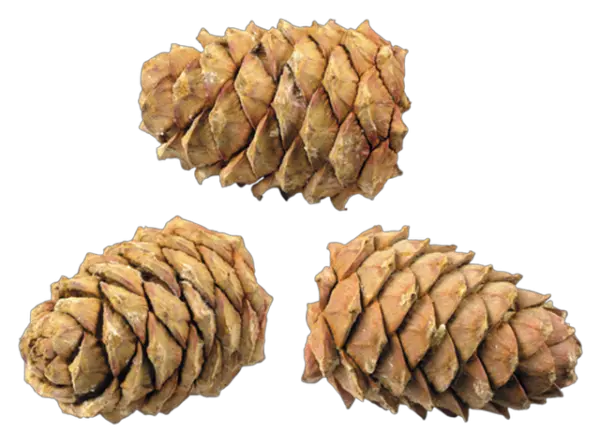  Pine Cone Png Transparent Png Pine Cone Png Pine Cone Png