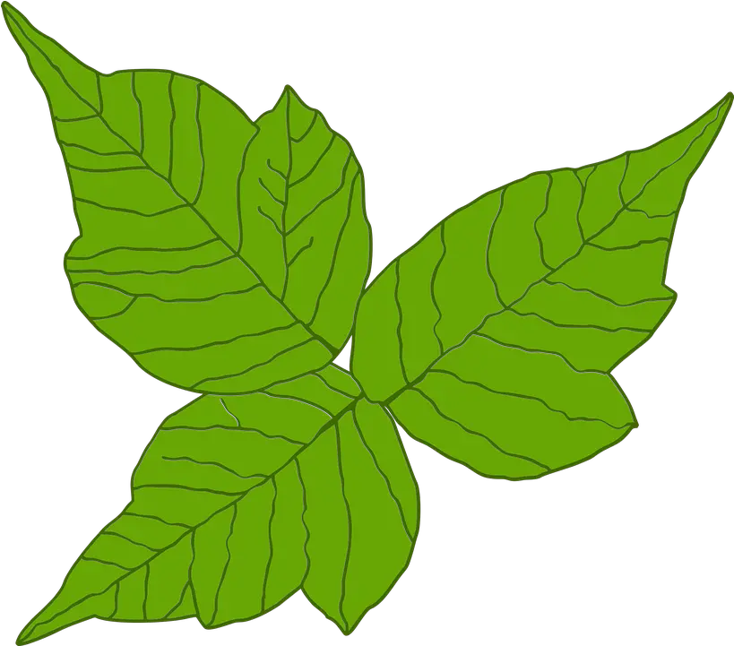  Poison Ivy Itch Danger Free Vector Graphic On Pixabay Transparent Poison Ivy Png Ivy Png