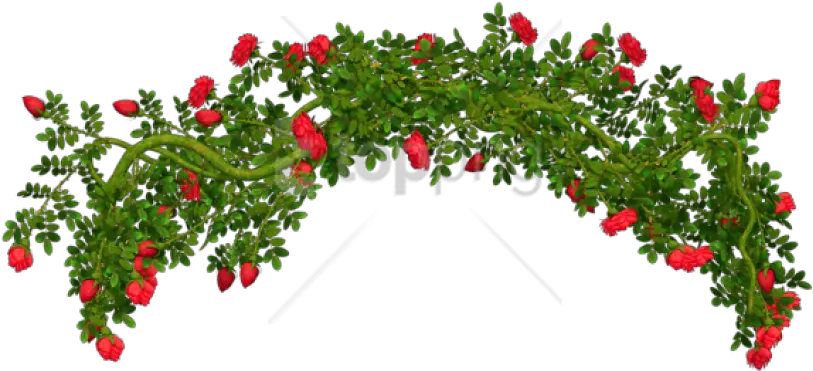  Free Png Download Rosebush Elementpicture Clipart Png Rose Bush Transparent Shrub Transparent Background