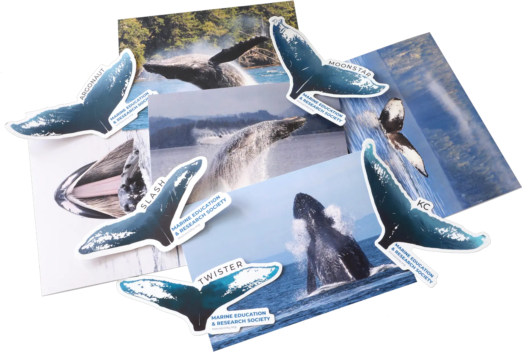  Marine Education And Research Society Sponsor A Humpback Whale Humpback Whale Png Whale Transparent