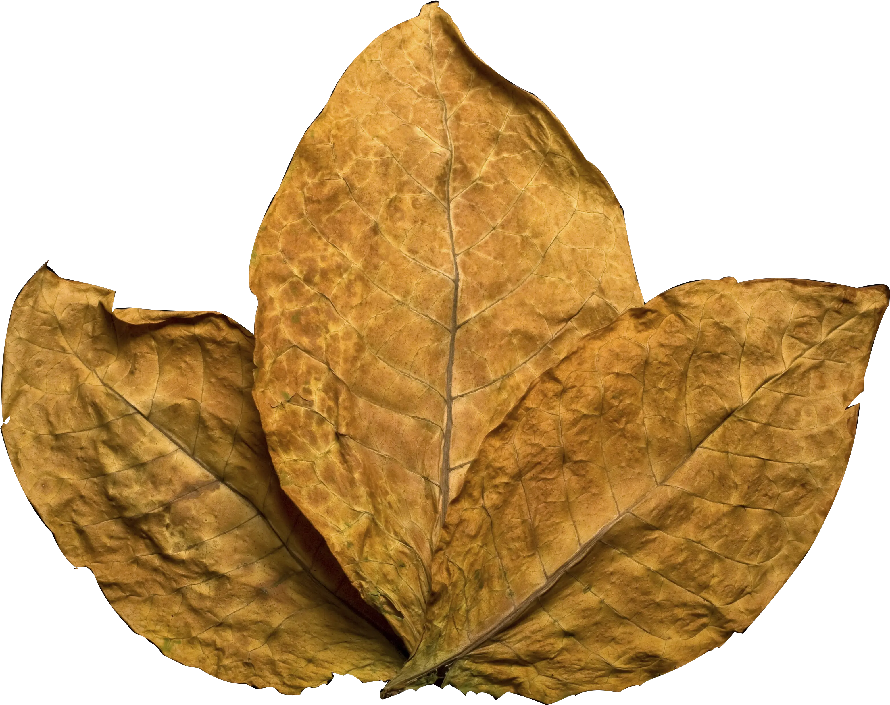  Download Tobacco Leaf Tobacco Leaf No Background Png Tobacco Leaf Png