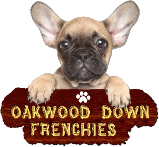  French Bulldog Puppies Oakwood Down For Sale Transparent Background French Bulldog Png Puppies Png