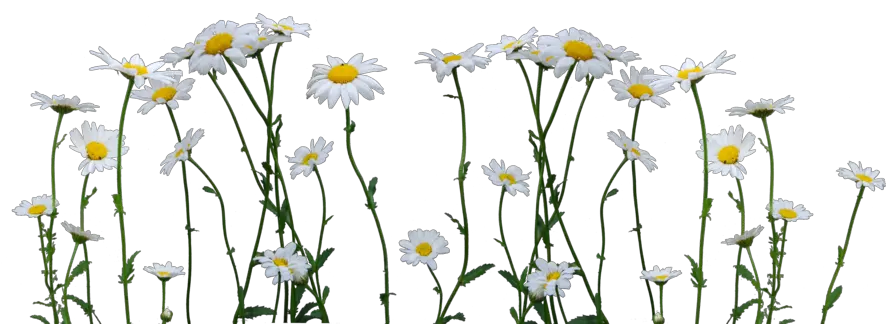  Download Daisy Png Image Daisy Png Daisy Png