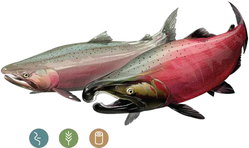  Download Coho Salmon Full Size Png Image Pngkit Coho Salmon Male And Female Salmon Png