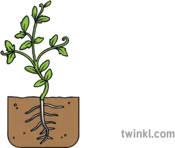  Tomato Plant Development Stage 4 Growth Seed Nature Dragonfruit Black And White Png Tomato Plant Png