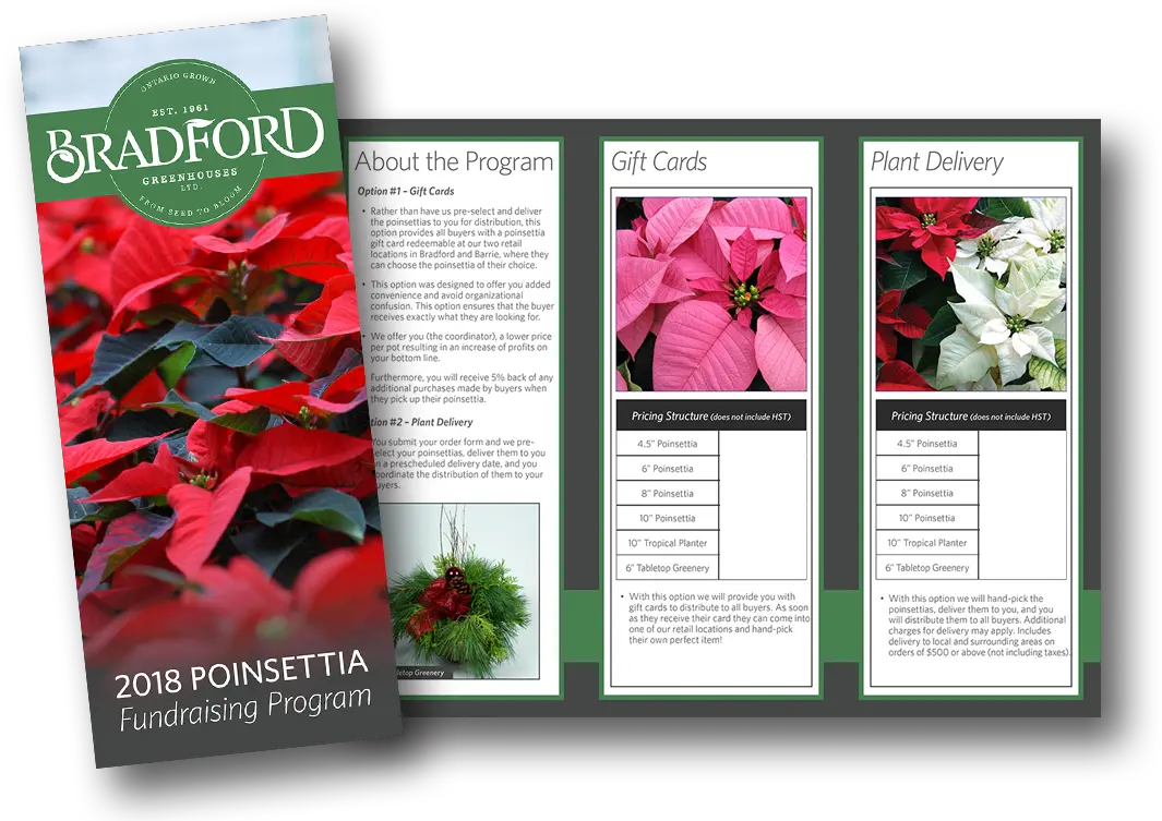  Download How To Order Poinsettia Png Image With No Laceleaf Poinsettia Transparent Background