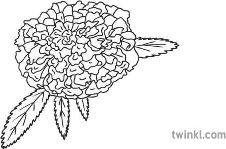  Marigold Flower Ks1 Bw Rgb Illustration Line Art Png Marigold Png