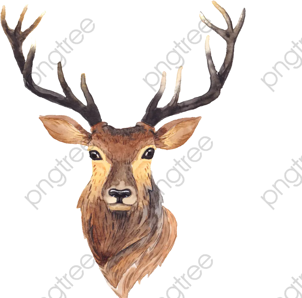  Simple Transparent Antlers Png Format Image With Size Deer Deer With Antlers Painting Antlers Png