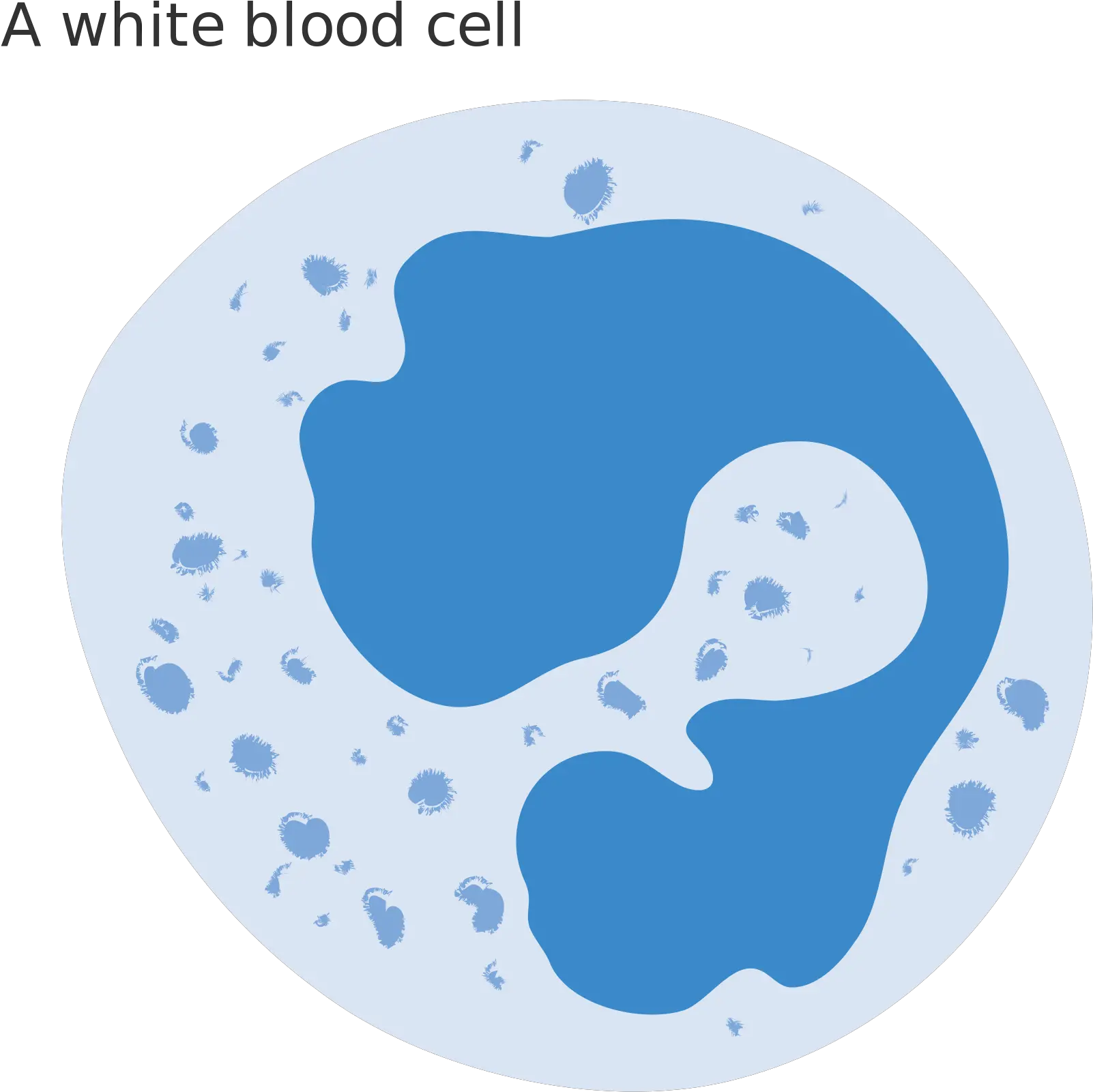  Cells Clipart Svg Diagram White Blood Cell Png Cell Png