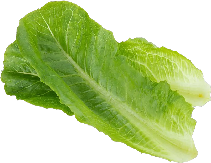  Lettuce Grow Seedling Jericho Romaine Lettuce Romaine Lettuce Png Lettuce Transparent