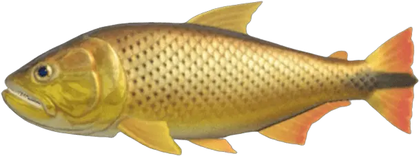  Index Of Publicimagesfish Animal Crossing New Horizons Dorado Png Transparent Ribbon Eel