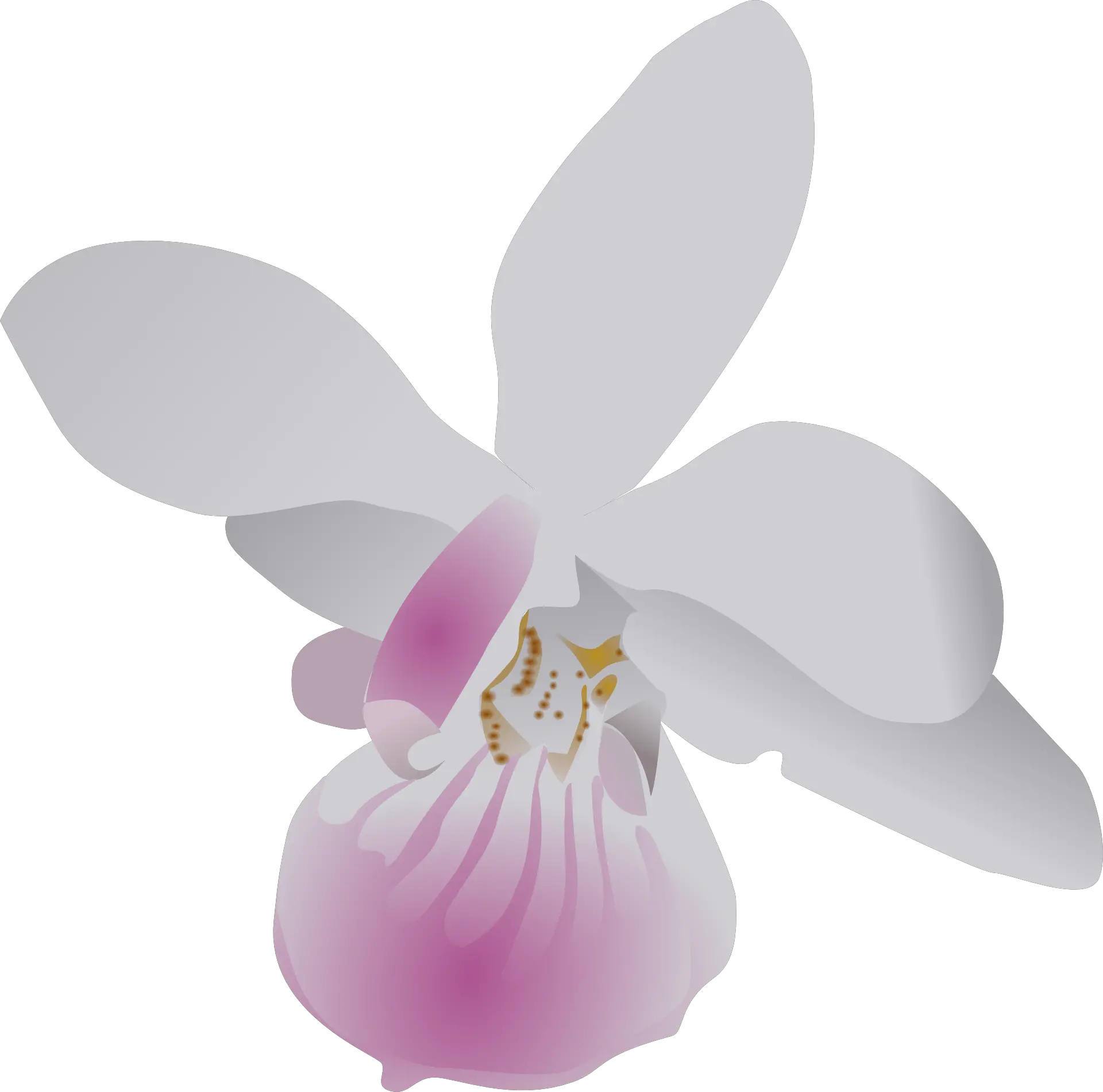  Butterfly Orchid Flower Orchid Clip Art Png Orchid Png