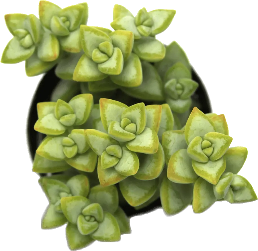  Download Crassula Rupestris U0027rosary Vineu0027 Pigmyweeds Rosary Vine Succulent Care Png Vine Transparent