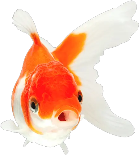  Aquarian Fish Food Orange And White Goldfish Png Fish Swimming Png