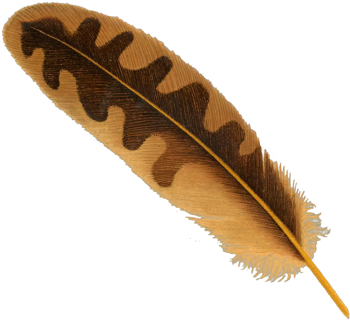  Quill Pen Transparent Png Clipart Feather Images With Transparent Backgrounds Quill Pen Png