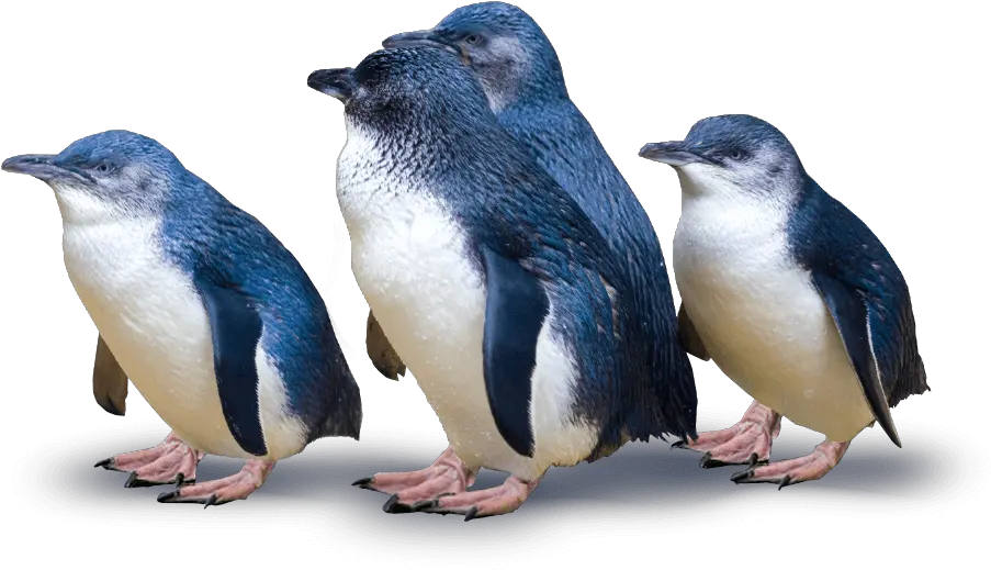  Download Little Blue Penguin Feet Png Penguin Png