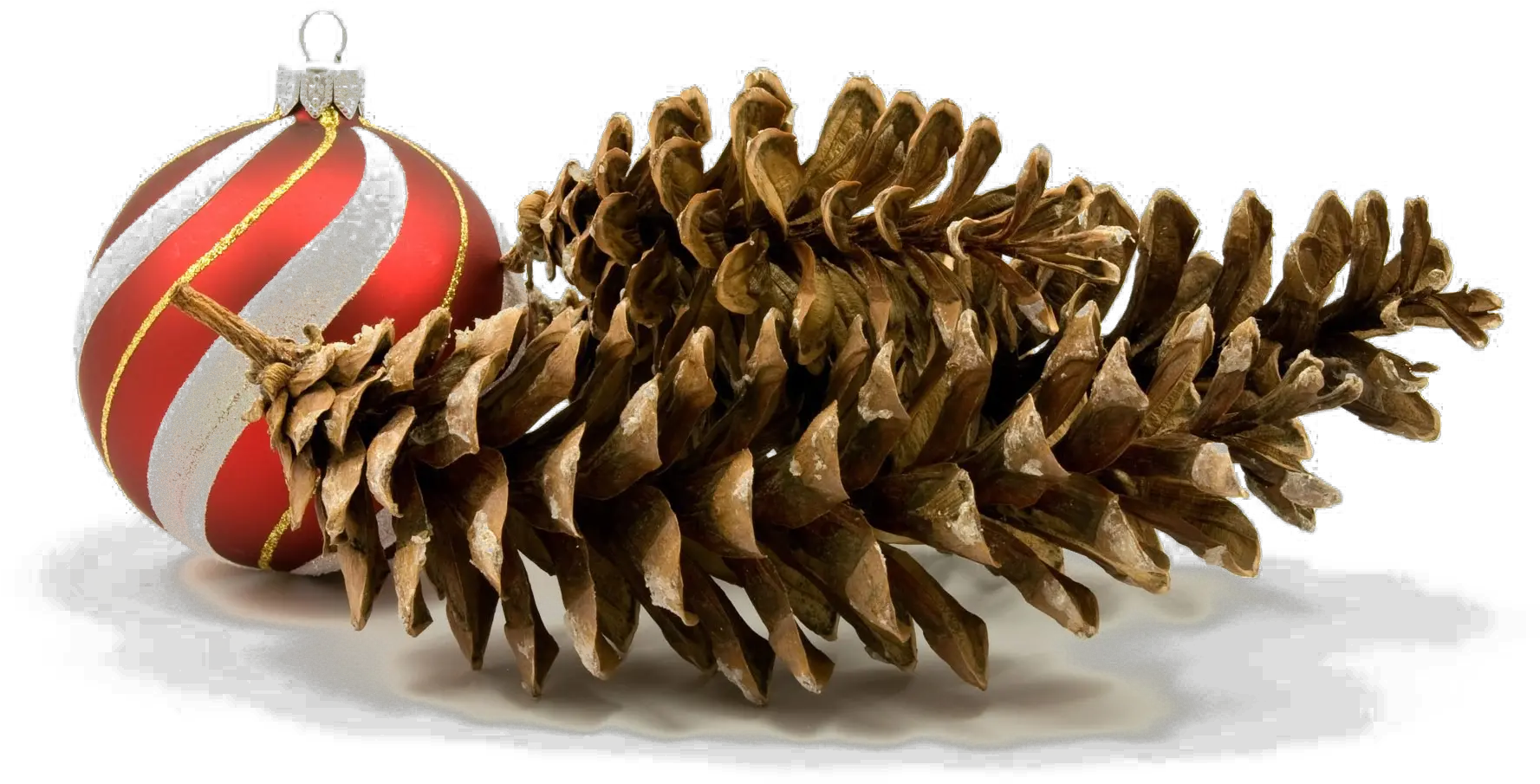  Holiday Pine Cone Png Hd Quality Play Christmas Day Holiday Images Png