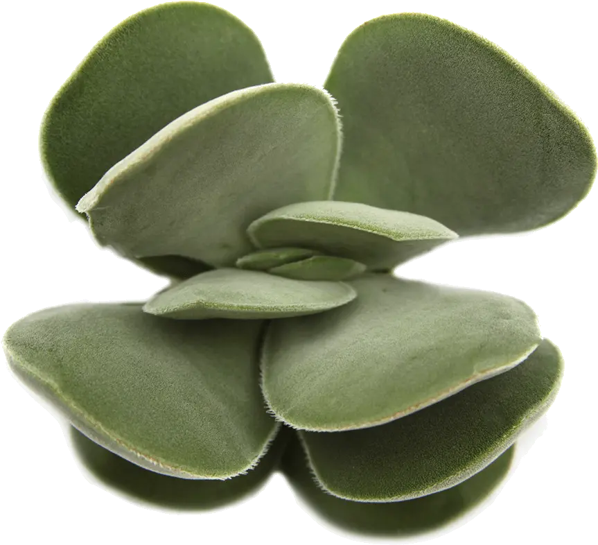  Transparent Background Succulent Crassula Dubia Succulent Png Succulent Transparent Background