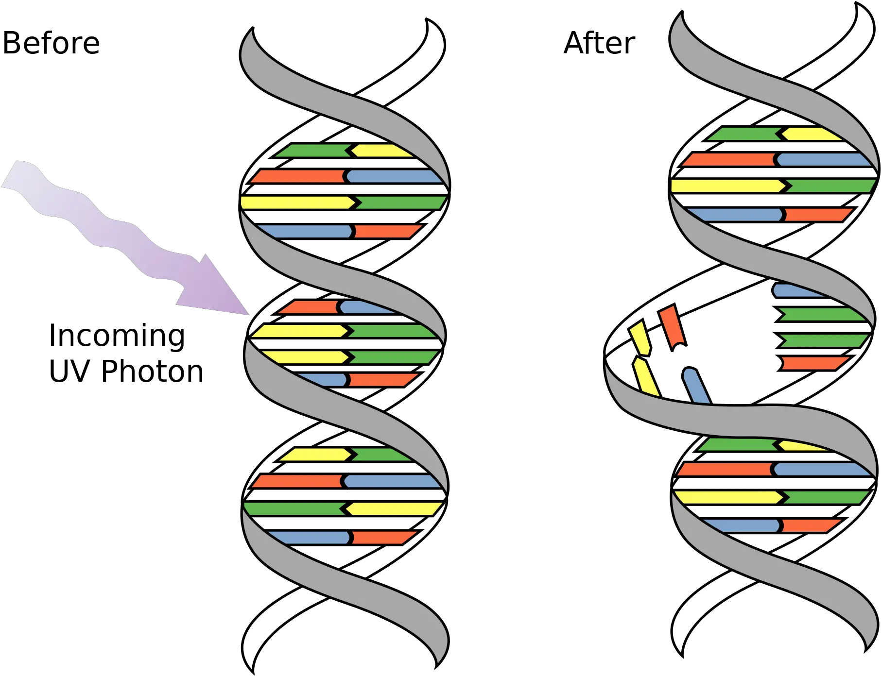  Dna Mutations Genetics Generation Dna Mutations Png Dna Transparent Background