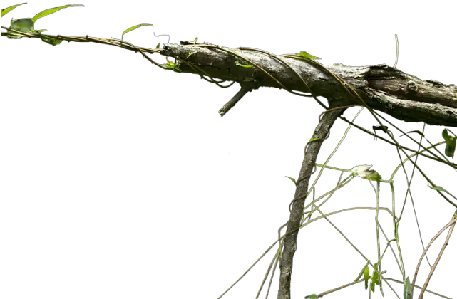  Branch Png Transparent Images Exotic Tree Png High Branch Hd Png Branches Png