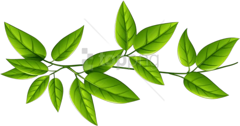  Green Leaves Clipart Png Photo Transparent Background Green Leaves Png Leaves Clipart Png