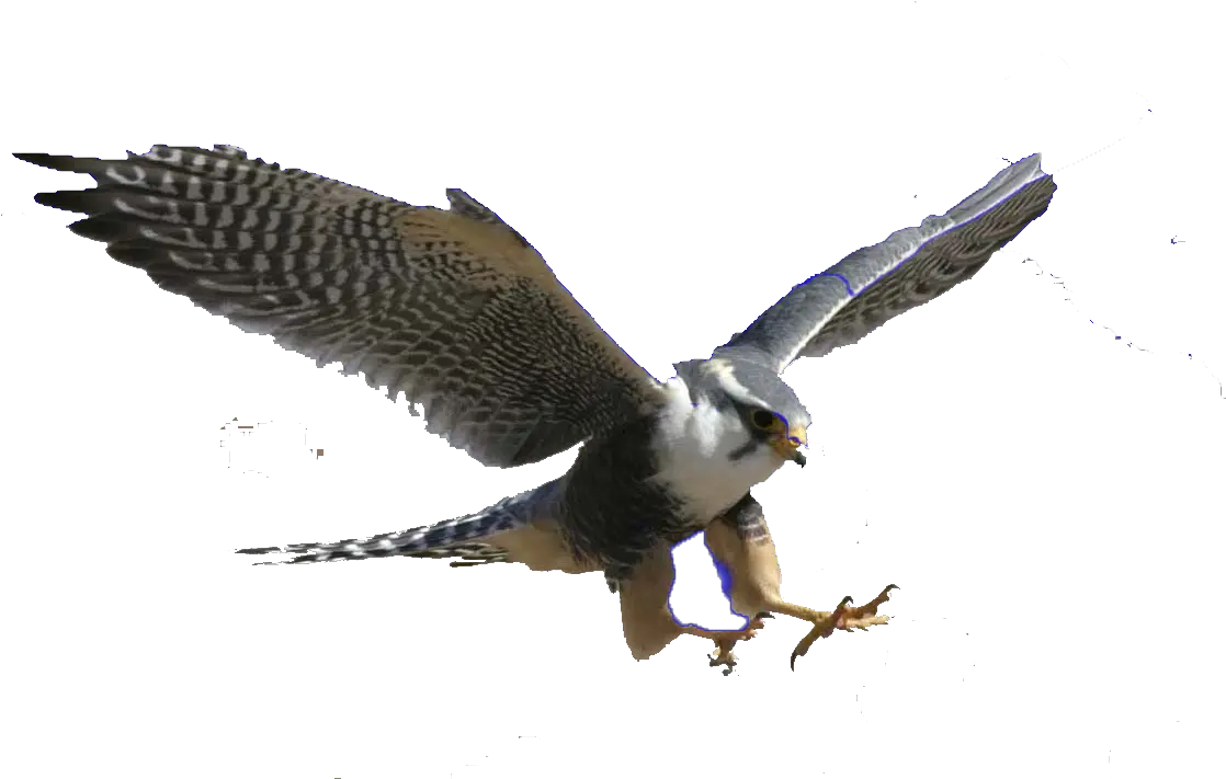  Download Png Royalty Free Stock Falcon Peregrine Falcon Transparent Background Falcon Png