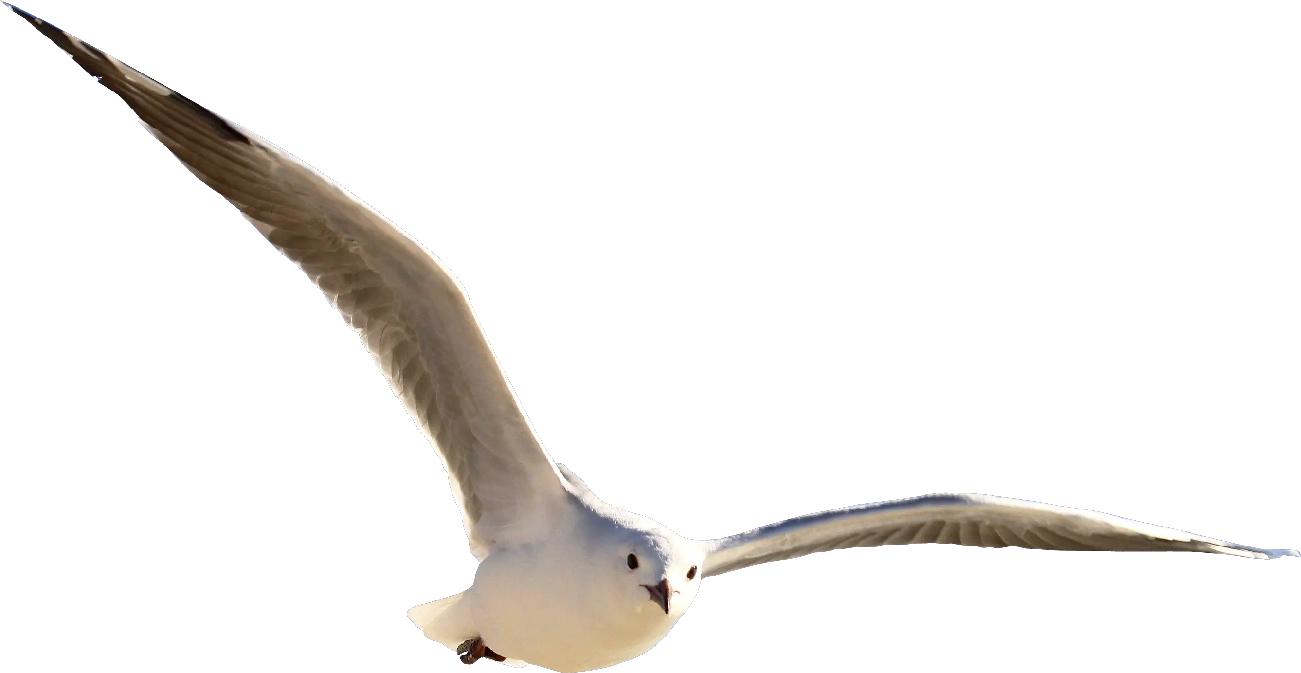  Gull Bird Png Image Fly Transparent Background