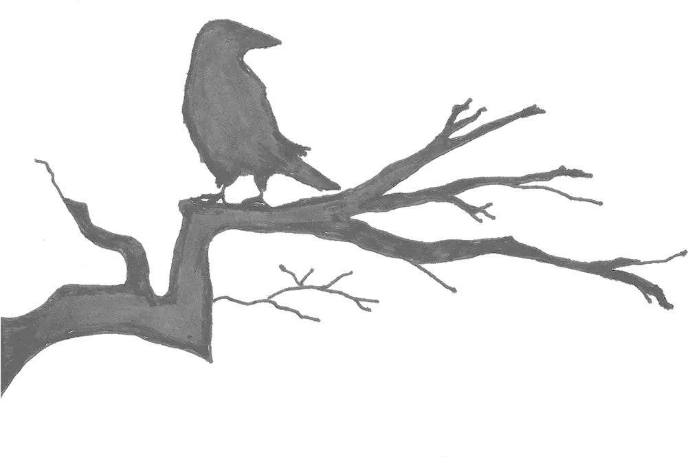  Our Products New Caledonian Crow Png Raven Transparent