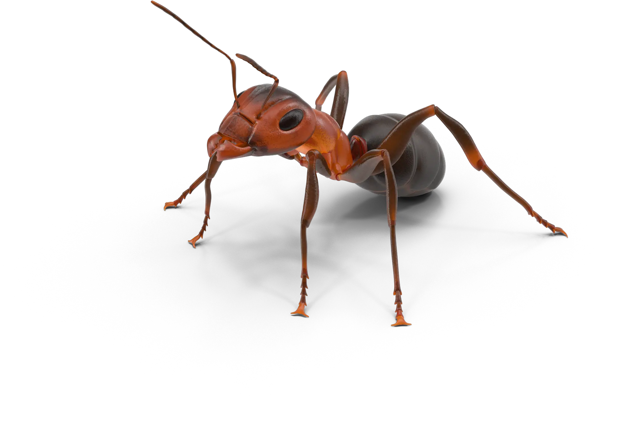  Ant Texas Insect Ants Png Download 20482048 Free Fire Ant Png Ants Png