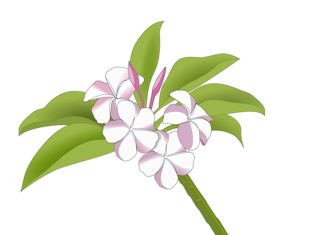  Plumeria Flower Png Bunga Kamboja Logo Plumeria Flower Png