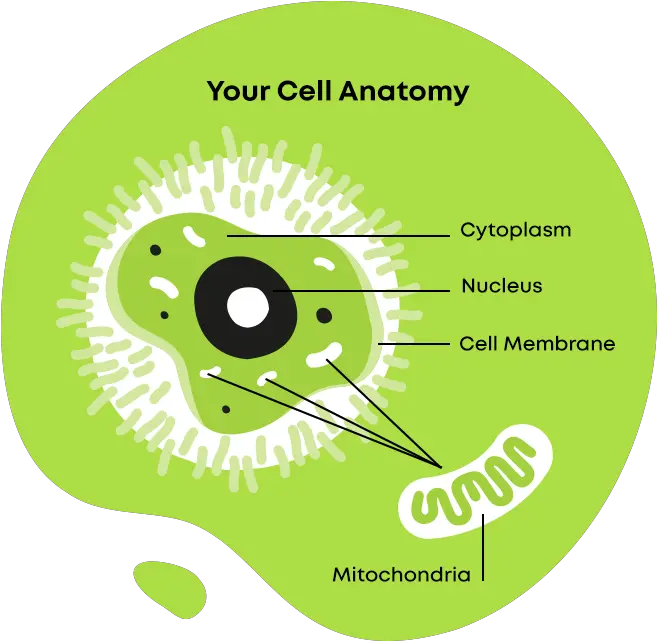  What Is Mitochondrial Disease Mito Faqs My Mission Cd Png Mitochondria Png