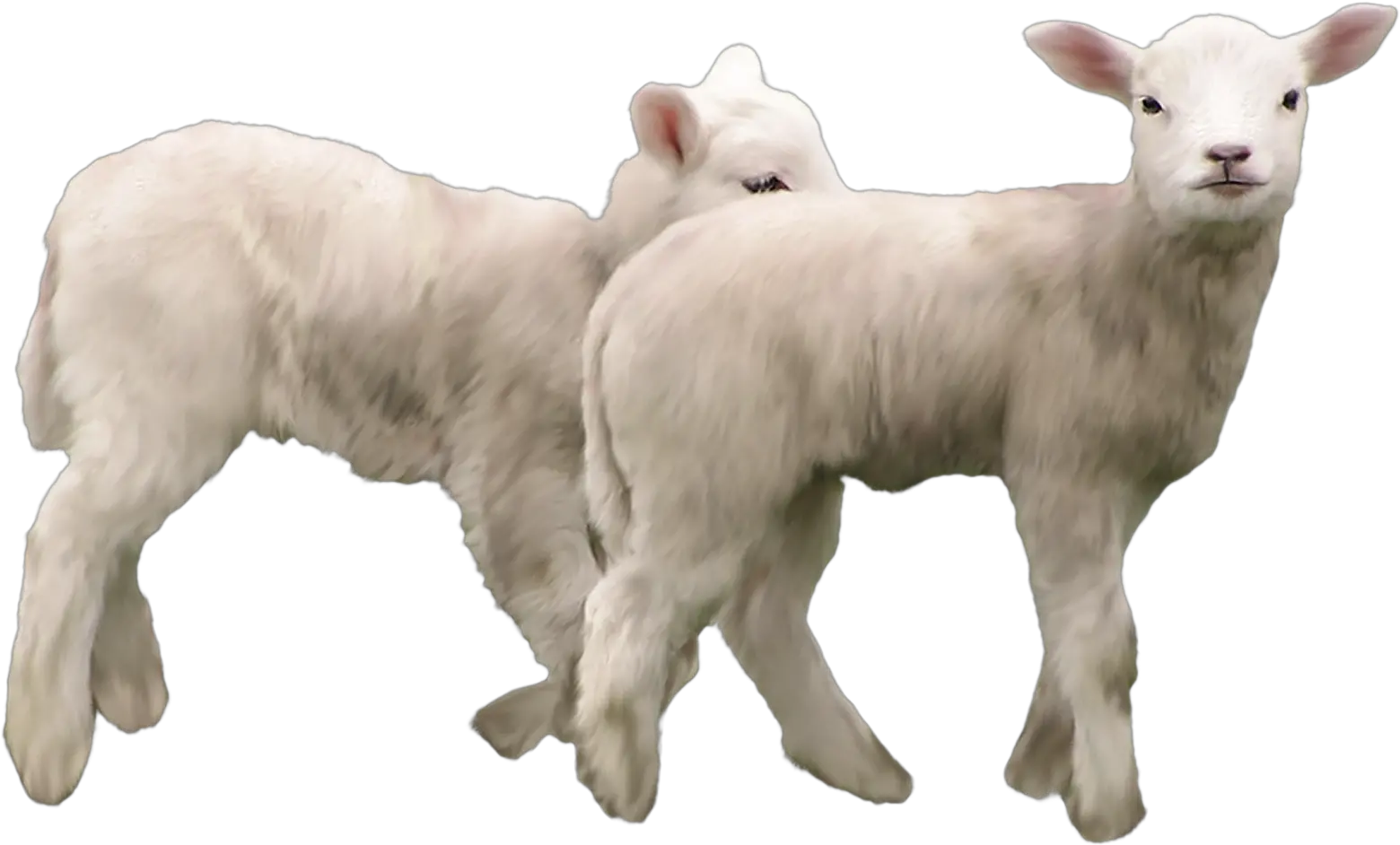  View Full Size Lamb Animals Png Transparent Lamb Png