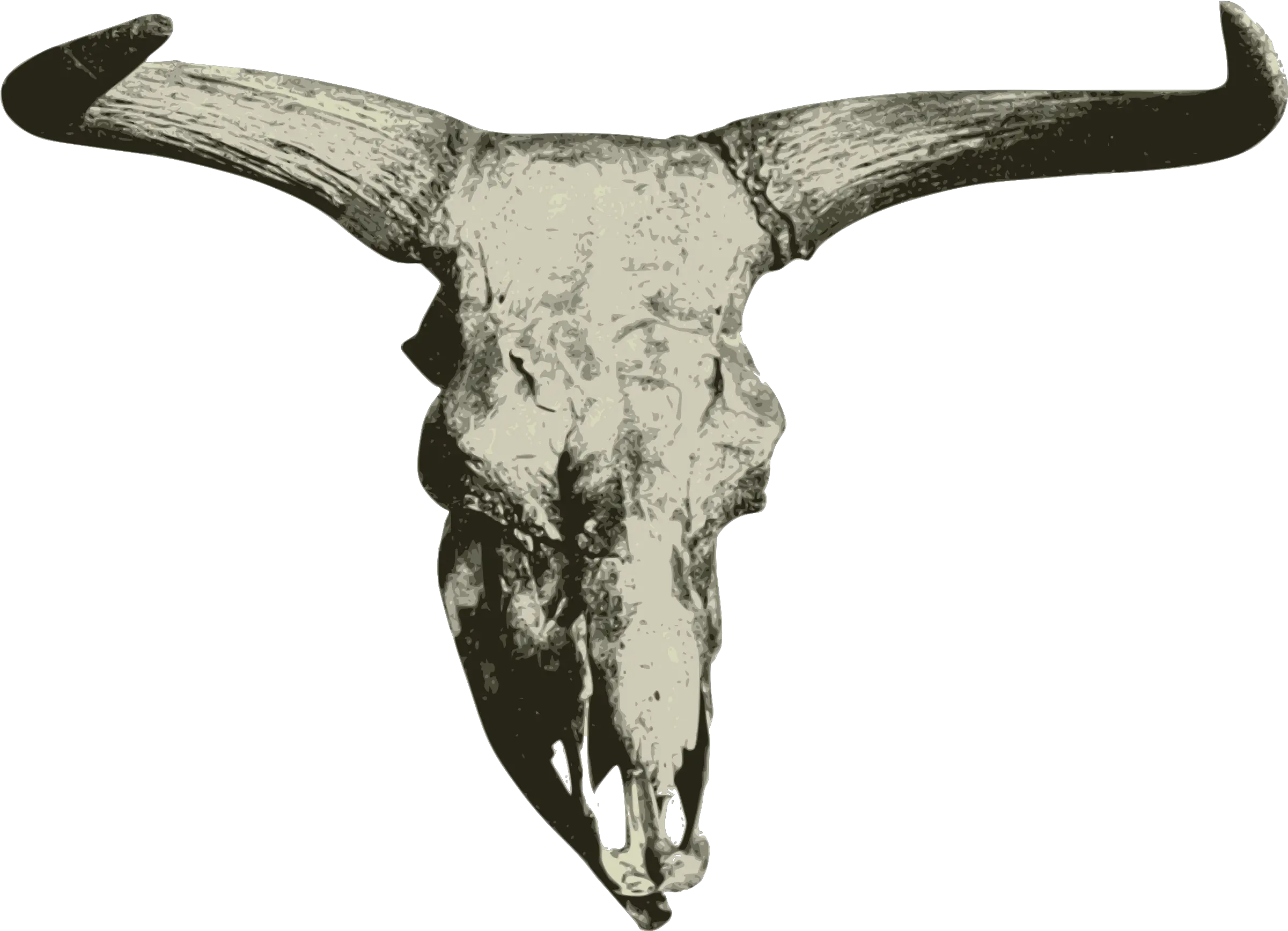  Download Big Image Transparent Steer Skull Png Bison Png