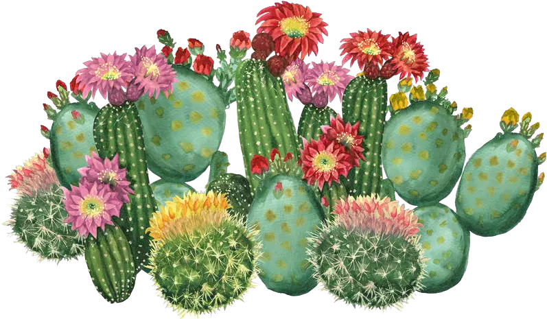  The Cactus U0026 Succulent Society Of Nsw Inc Cactus With Flowers Clipart Png Cactus Logo